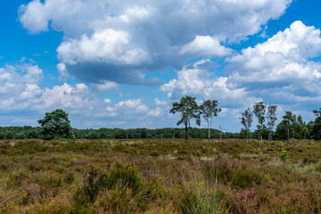Fototapeta premium The Veluwe