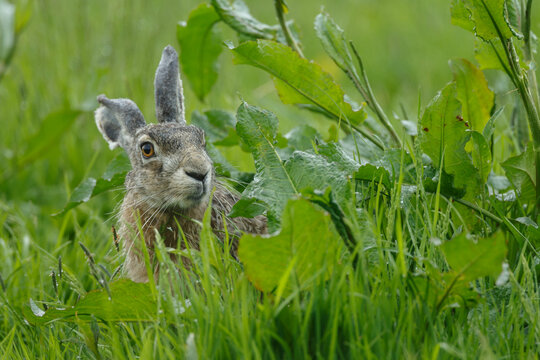 Hare in nature during mating.time.