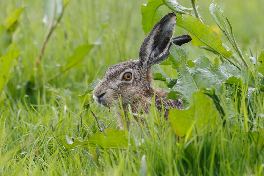 Hare in nature during mating.time.