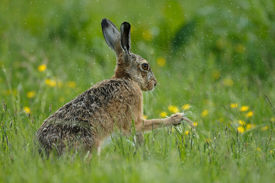 Hare in nature during mating.time.
