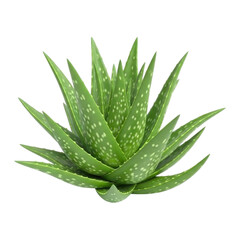 Obraz premium Green Aloe Vera Plant 3D Cutout Isolated on Transparent Background, High Detail Succulent PNG, isolated transparent bg, cutout PNG