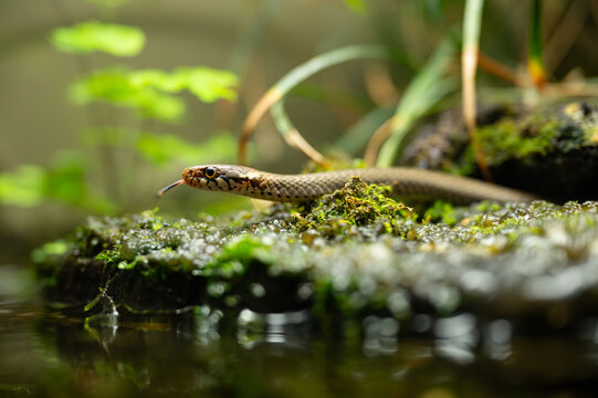 Japanese keelback sticking its tougue out in an aquarium.