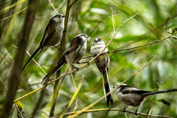 Great tits in group © Sara Capture