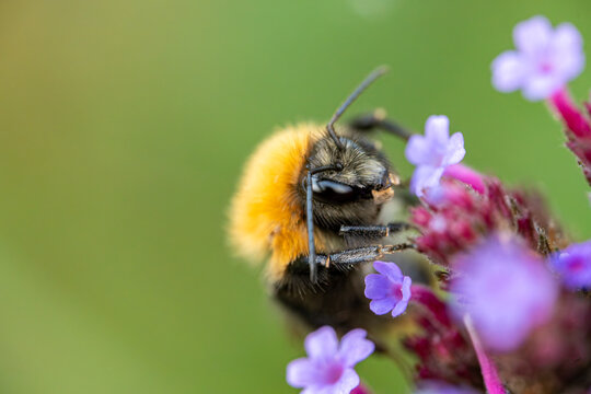 Bumblebee