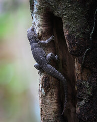 Obraz premium Madagascar Spiny-tailed Iguana (Oplurus cuvieri) Climbing Tree Trunk