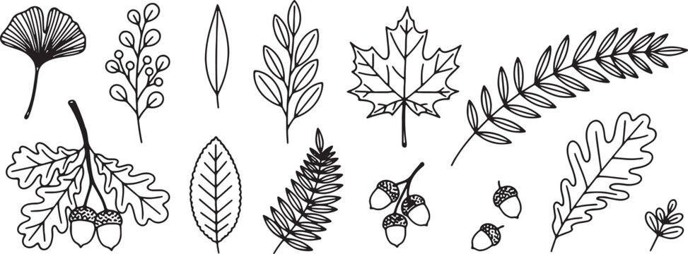 black and white line drawing of various leaves and acorns
