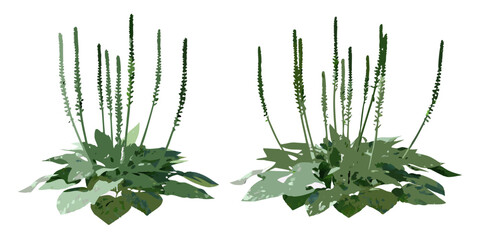 Illustration of plantain weeds with long slender seed spikes © Roni