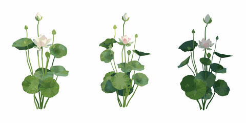 Watercolor illustration of three lotus flower arrangements with green foliage © Roni