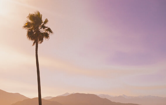 Lush palm silhouette against distant snowy summits and pastel sunset. Dreamy gradient sky and misty mountain ranges provide a wide airy frame for premium summer layout