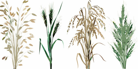 Obraz premium Illustration of various cereal grains and grasses in differing stages