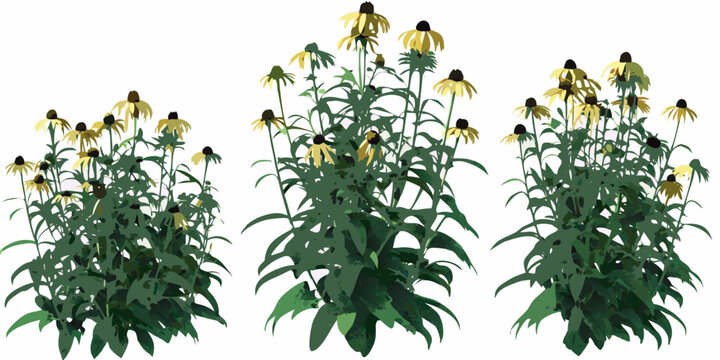 A vibrant collection of black eyed susan flowers with green foliage