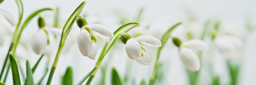 Timelapse of snowdrops blooming in soft spring light, website banner in wide format with copy space, seasonal renewal concept, early spring flowers.