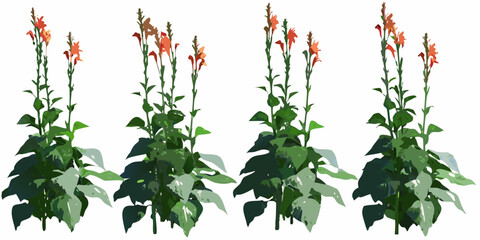 A collection of vibrant orange salvia flowers with green foliage © Tarun
