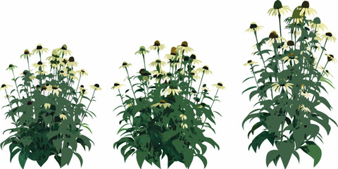 Three echinacea plants in varying stages of growth and bloom © Tarun