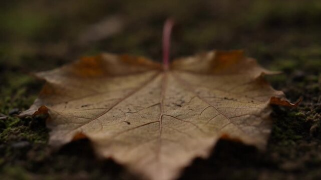 Close up of a single autumn leaf with detailed textures and natural colors