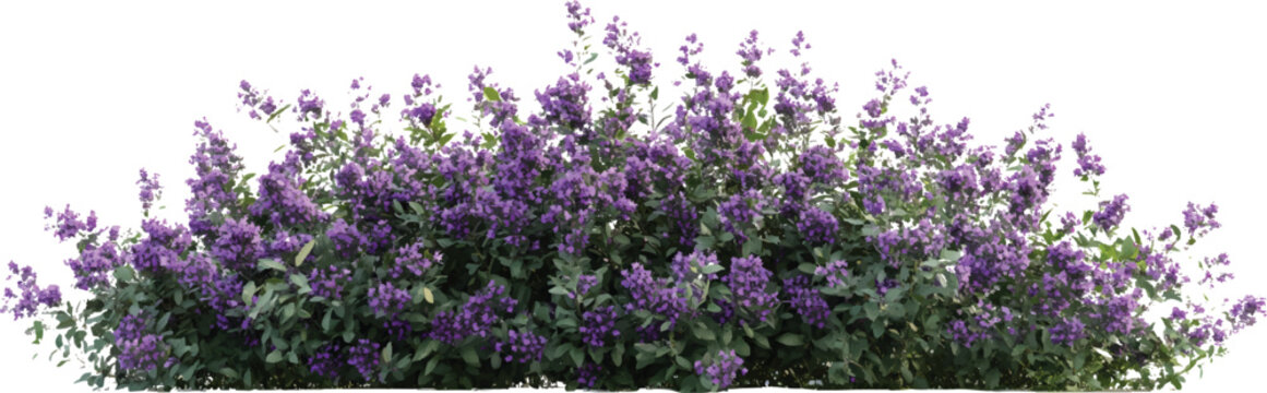 Bushes with purple flowers, butterfly bush in different stages of growth on a transparent background