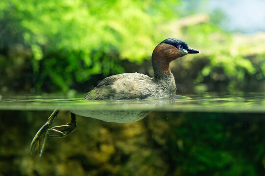 Little grebe swimming on the surface of water in an aquarium.