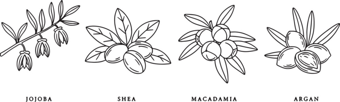 line drawings of jojoba shea macadamia argan plants