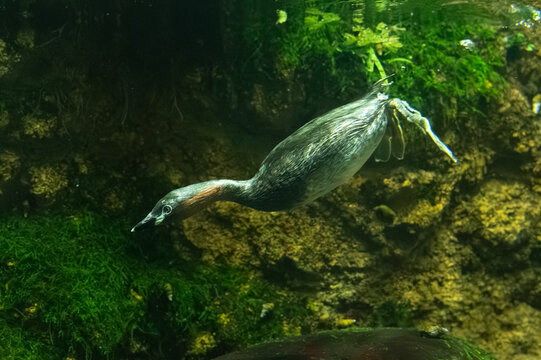 Little grebe swimming in the water of an aquarium.