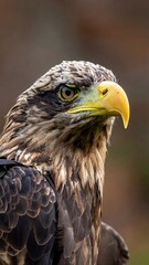 Obraz premium Detailed portrait of a juvenile eagle with sharp eye, brown and tan feathers against a blurred natural background