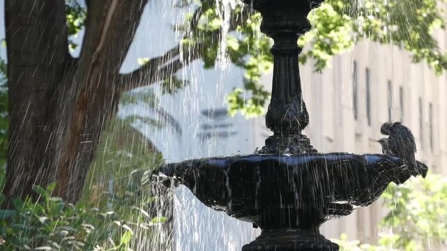 New York Manhattan Midtown Madison Square Park, United States of America. Birds bathing in fountain water splashes. Summer greenery on 5 fifth avenue and Broadway corner, Flatiron district city life.