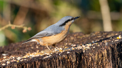 closeup of an Eurasian nuthatch 