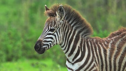 zebra in zoo © А Васильев