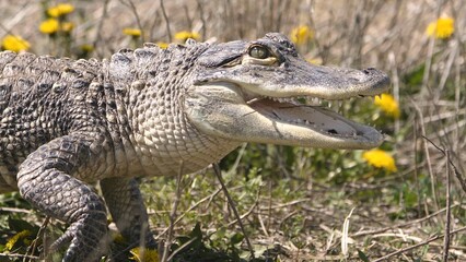 alligator in the everglades