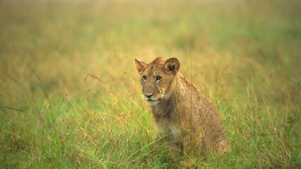 lioness in the grass © А Васильев