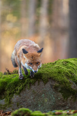 Fototapeta premium Red Fox ( Vulpes vulpes ) close up in spring forest