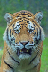 Fototapeta premium Full face view of a tiger