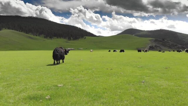 Bos grunniens yak cattle graze on lush meadow grassland across Asian plateau hills. Shaggy tartary ox herd feeds fresh pasture beneath stormy clouds over remote steppe.