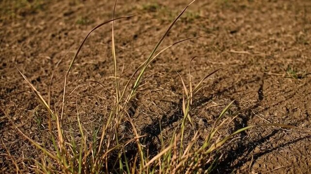 Close up of dry grass with shadows against a textured ground backdrop