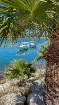 view of yachting boats through the leaves of exotic plants in a bay in Koroni in Peloponnese, Greece