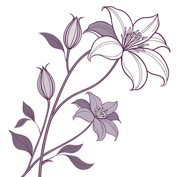 upright clematis