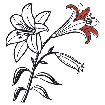 tithonia rotundiflora line art vector on white