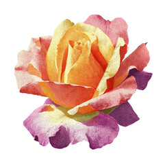 Obraz premium PNG Vibrant watercolor rose illustration.