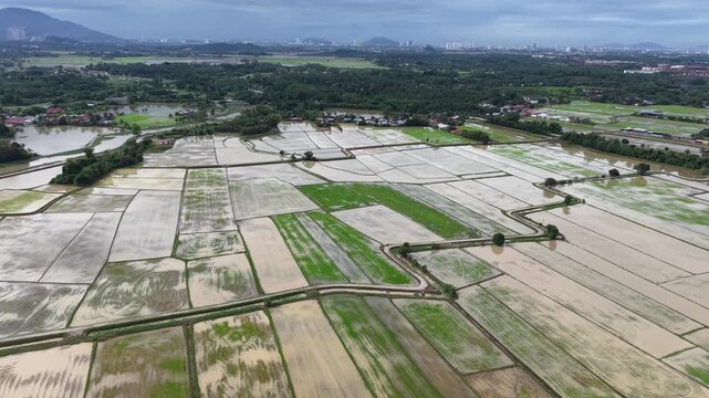 Aerial Labuh Banting Green Paddy Fields and Irrigation Canals