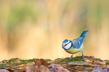 Eurasian blue tit (Cyanistes caeruleus) perched on a mossy log with autumn leaves, golden bokeh background. © WojtekWildlife