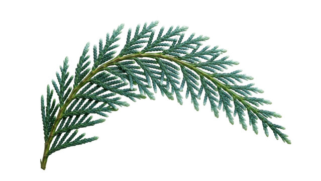 Isolated cedar branch with scale-like leaves for festive natural decorations and seasonal cards