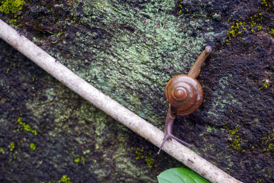 A land snail crawling on a damp, mossy cement wall. Its shell is a brown spiral