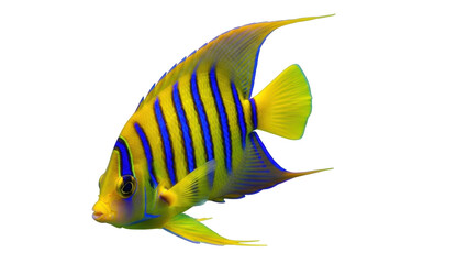 Isolated Angel fish swimming, bright yellow and blue stripes, tropical fish, ocean life © Nuria