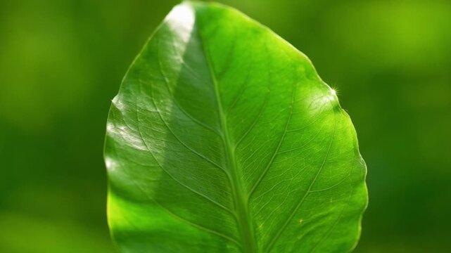 Close up of green leaf detail with water droplets on blurred background