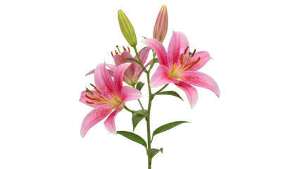 Isolated pink tiger lily flower stem with buds, blooming, and green leaves, floral arrangement