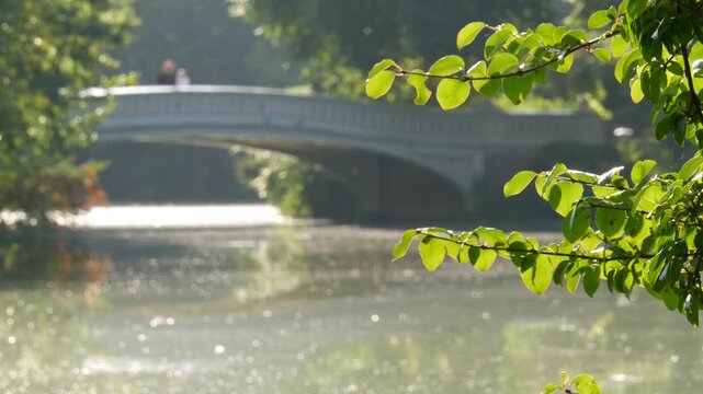 New York City Central Park nature oasis. Bow Bridge and lake in summer day, United States. Pond water and greenery in morning light. Autumn fall leaves and Manhattan architecture landmark of NYC, USA.