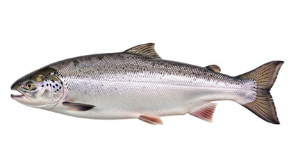 Isolated salmon fish profile, a freshwater species found in both the Atlantic and Pacific oceans © Nuria