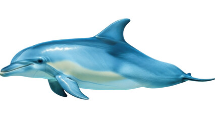 Fototapeta premium Isolated aquatic dolphin swimming, marine mammal, bottlenose, beautiful animal with dorsal fin