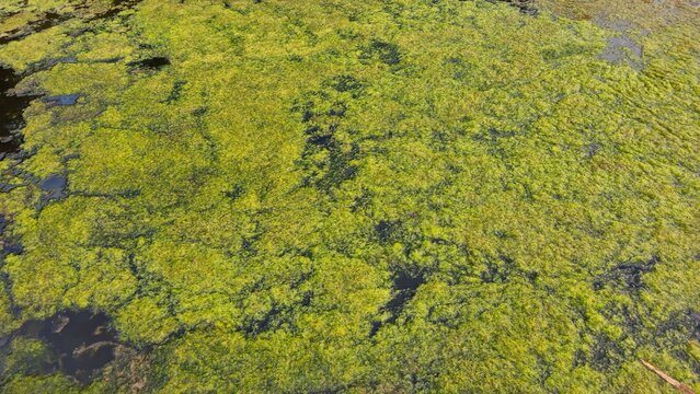 Algae bloom on water surface background. Green algae texture covering the surface of a pond. Top view of green algae bloom spreading across the surface of a pond or lake.