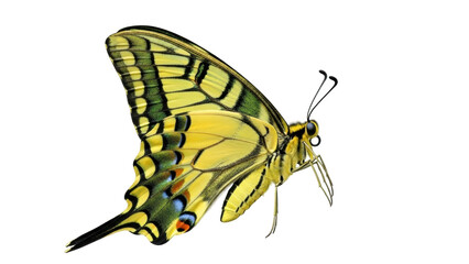 Isolated Eastern Tiger Swallowtail butterfly Papilio glaucus, beautiful patterned insect with wings © Nuria