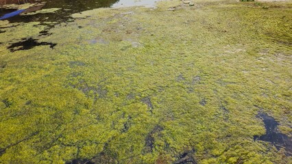 Algae bloom on water surface background. Green algae texture covering the surface of a pond. Top view of green algae bloom spreading across the surface of a pond or lake.